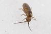 Tomocerus minor
